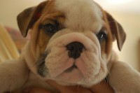 /album/bulldog/a737989-517975851566146-2110578793-o-1-jpg/